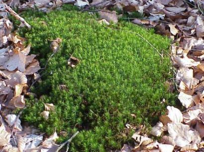 Ground moss - Polytrichum formosum - политрихум можжевельниковый